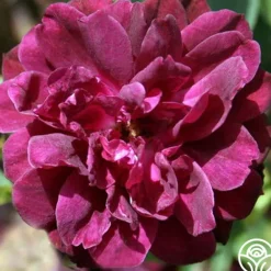Heirloom Roses Purple Buttons Outlet