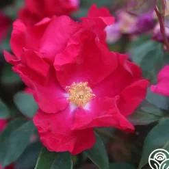 Heirloom Roses Purple Floorshow Outlet