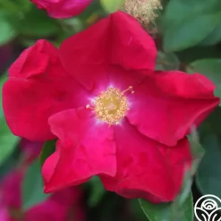Heirloom Roses Purple Floorshow Outlet