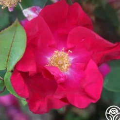 Heirloom Roses Purple Floorshow Outlet