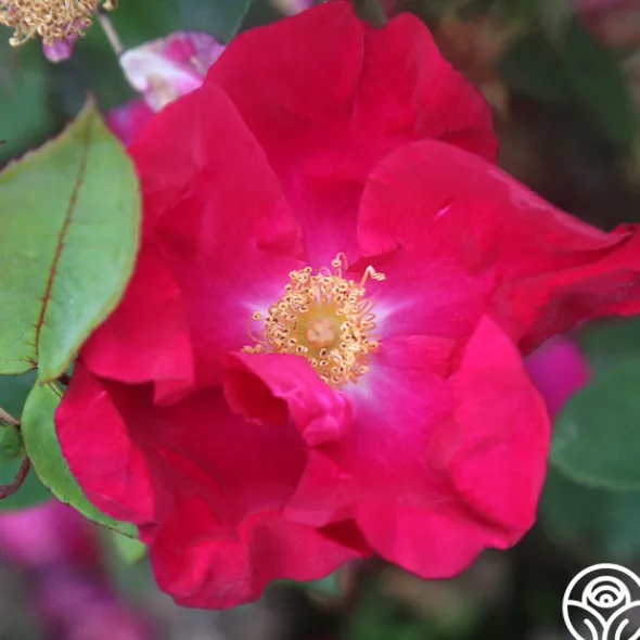 Heirloom Roses Purple Floorshow Outlet