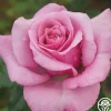 Heirloom Roses Purple Fragrancia Clearance