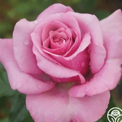 Heirloom Roses Purple Fragrancia Clearance