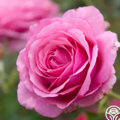 Heirloom Roses Purple Fragrancia Clearance
