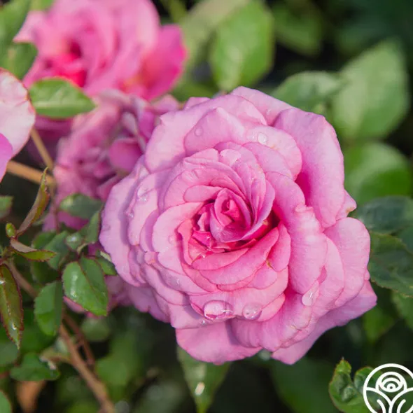 Heirloom Roses Purple Fragrancia Clearance