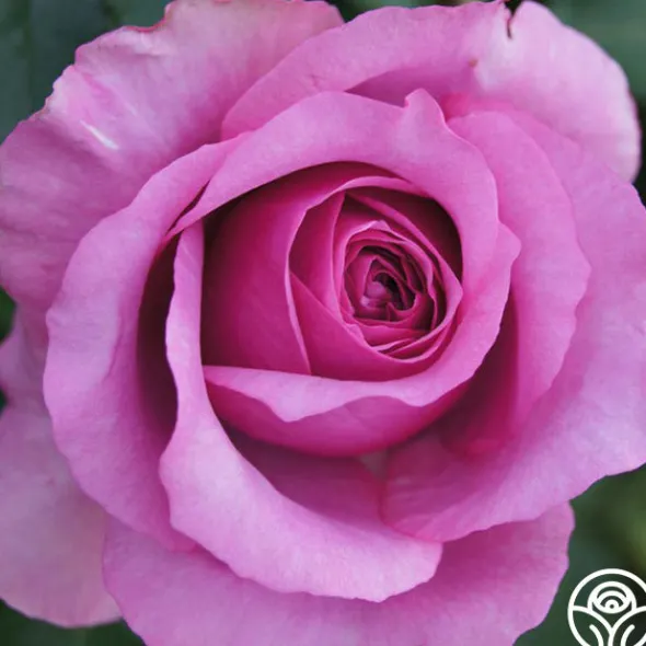 Heirloom Roses Purple Fragrancia Clearance