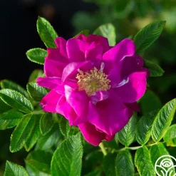 Heirloom Roses Purple Pavement Best