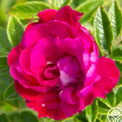 Heirloom Roses Purple Pavement Best