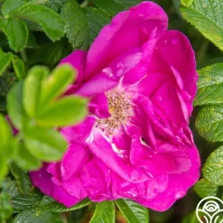 Heirloom Roses Purple Pavement Best