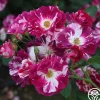 Heirloom Roses Purple Splash Online