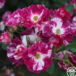 Heirloom Roses Purple Splash Online