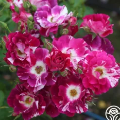 Heirloom Roses Purple Splash Online