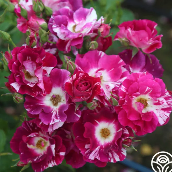 Heirloom Roses Purple Splash Online