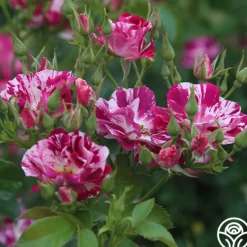 Heirloom Roses Purple Splash Online