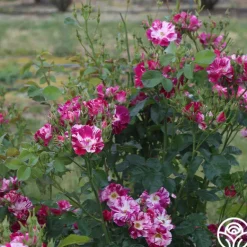 Heirloom Roses Purple Splash Online