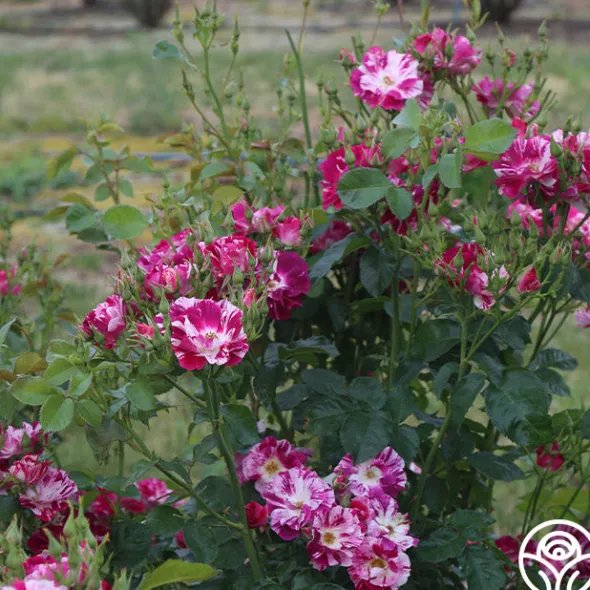 Heirloom Roses Purple Splash Online