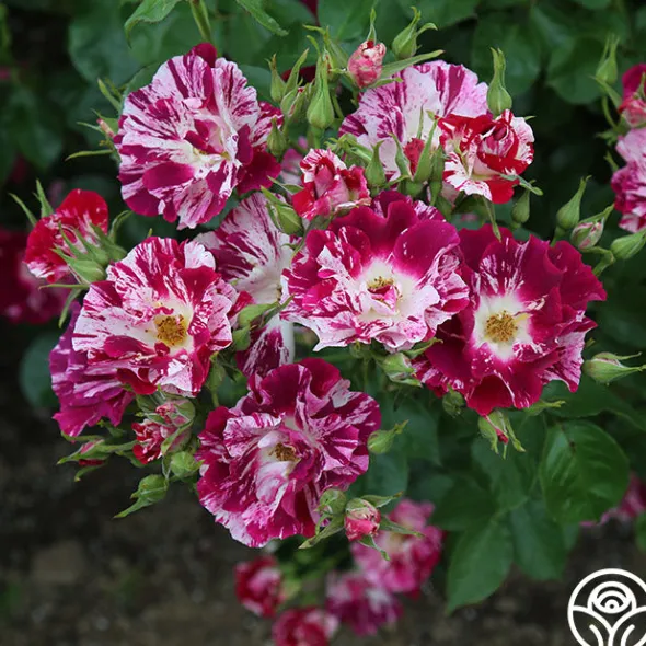 Heirloom Roses Purple Splash Online