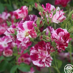 Heirloom Roses Purple Splash Online