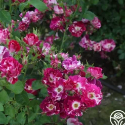Heirloom Roses Purple Splash Online