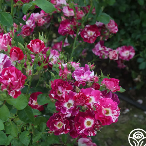 Heirloom Roses Purple Splash Online