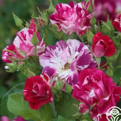 Heirloom Roses Purple Splash Online