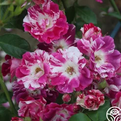 Heirloom Roses Purple Splash Online