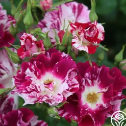 Heirloom Roses Purple Splash Online