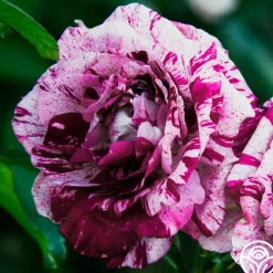 Heirloom Roses Purple Tiger Clearance