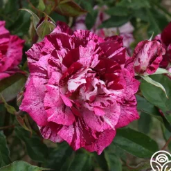 Heirloom Roses Purple Tiger Clearance