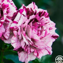 Heirloom Roses Purple Tiger Clearance