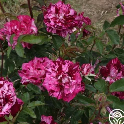 Heirloom Roses Purple Tiger Clearance