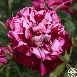 Heirloom Roses Purple Tiger Clearance