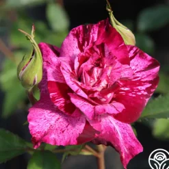 Heirloom Roses Purple Tiger Clearance