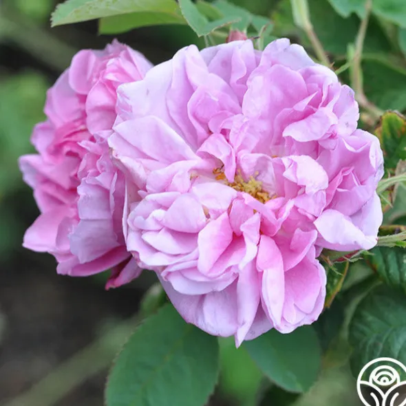 Heirloom Roses Quatre Saisons Best