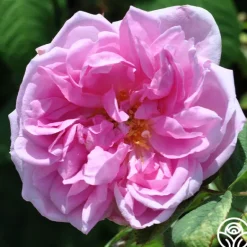 Heirloom Roses Quatre Saisons Best