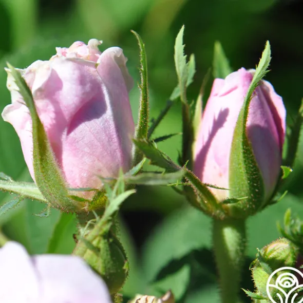 Heirloom Roses Quatre Saisons Best