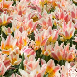 Heirloom Roses Quebec Discount