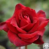 Heirloom Roses Queen Bee Clearance