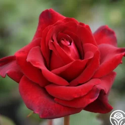 Heirloom Roses Queen Bee Clearance