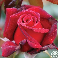 Heirloom Roses Queen Bee Clearance