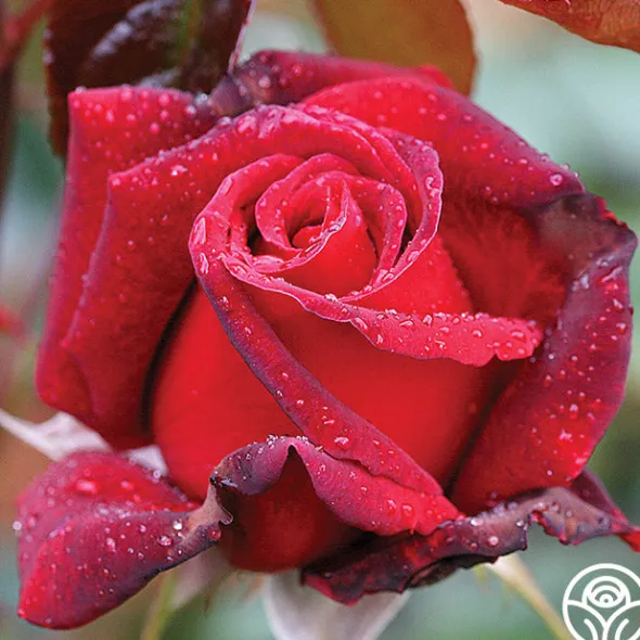 Heirloom Roses Queen Bee Clearance