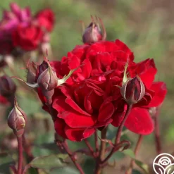 Heirloom Roses Queen Bee Clearance