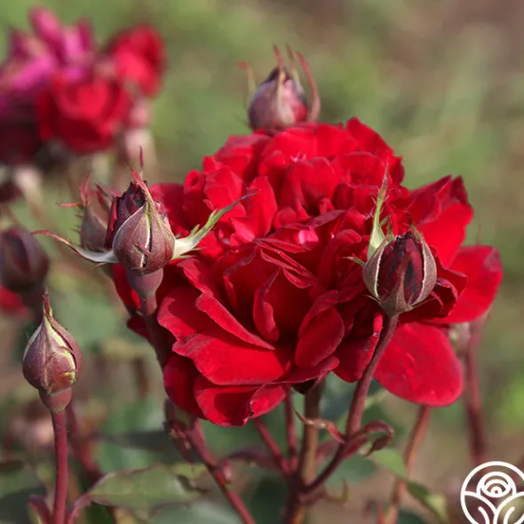Heirloom Roses Queen Bee Clearance