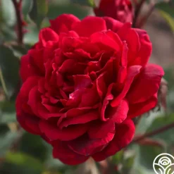 Heirloom Roses Queen Bee Clearance