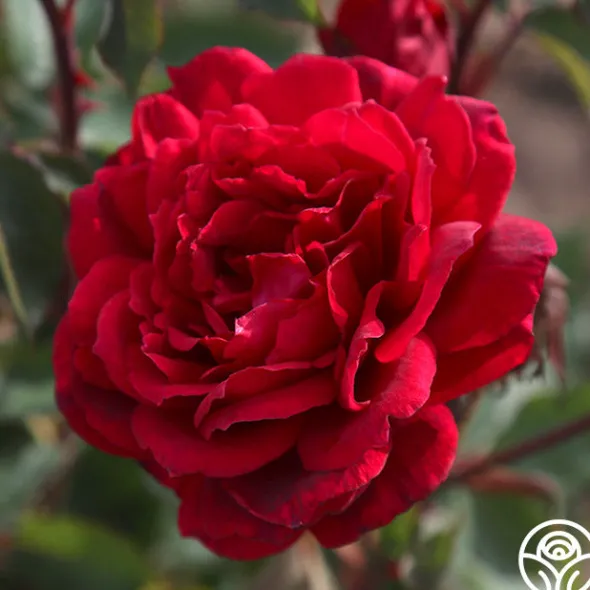 Heirloom Roses Queen Bee Clearance