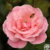 Heirloom Roses Queen Elizabeth®