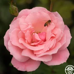 Heirloom Roses Queen Elizabeth®