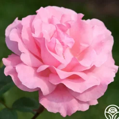 Heirloom Roses Queen Elizabeth®