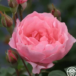 Heirloom Roses Queen Elizabeth®