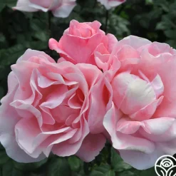 Heirloom Roses Queen Elizabeth®